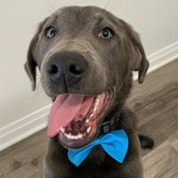 Everything You Need To Keep Your Fur-Baby Happy And Healthy