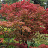 Vibrant Fall Colours for Your Own Yard