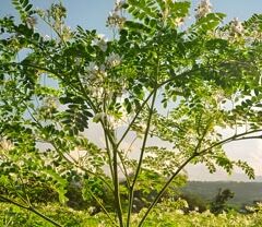 The Miracle That Is Moringa