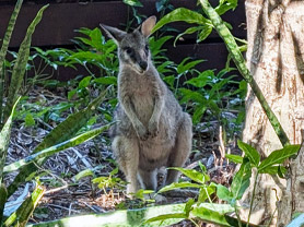 Natural Rhythms at Palm Bay, on a Tropical Island in the Whitsundays, Australia