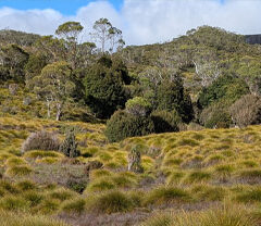 Cradle Mountain National Park, Tasmania